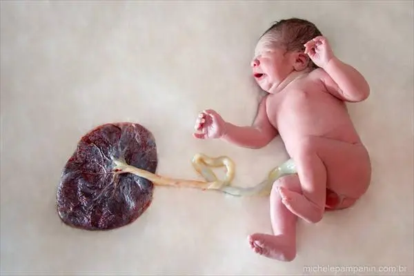 Comer placenta 