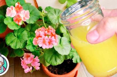 Aqui estão duas misturas eficazes para regar plantas domésticas e fazê-las crescer mais rápido