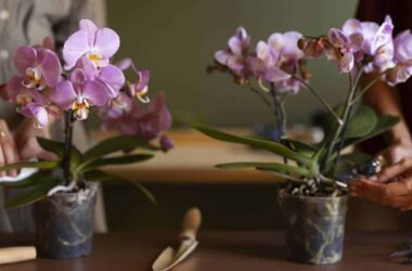 Fertilizante caseiro para as orquídeas crescerem em 3 dias