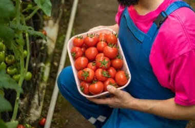Coloque sal nos seus tomateiros: descubra essa dica para potencializar sua colheita