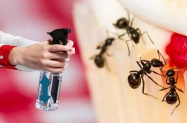 Diga adeus às formigas: Truque para eliminá-las que poucos conhecem!