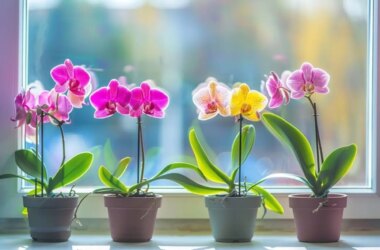 Orquídeas: um guia sobre cores e seus significados