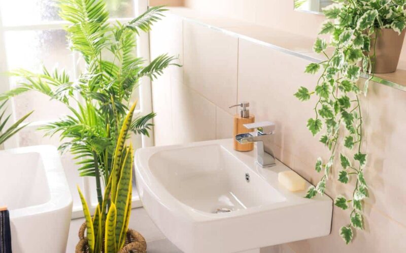 3 plantas que absorvem umidade para coloca no banheiro e evitar fungos!
