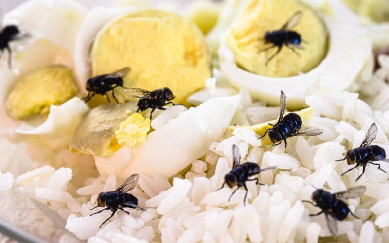 4 remédios caseiros para manter as moscas longe da cozinha