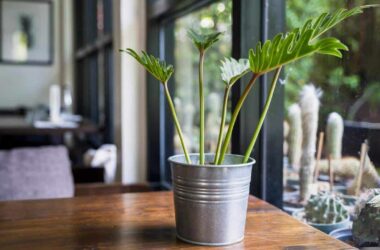Plantas que você pode ter na sua cozinha para aliviar o calor
