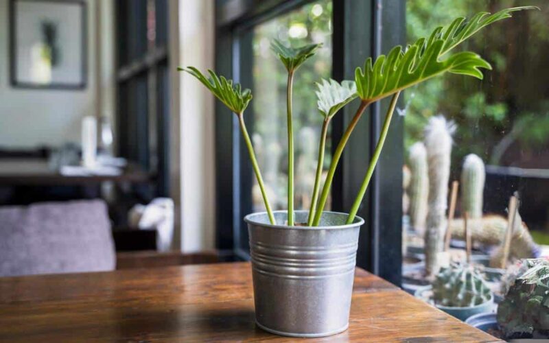 Plantas que você pode ter na sua cozinha para aliviar o calor
