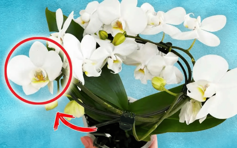 Se quiser que sua orquídea floresça continuamente: você precisa fazer isso todas as manhãs
