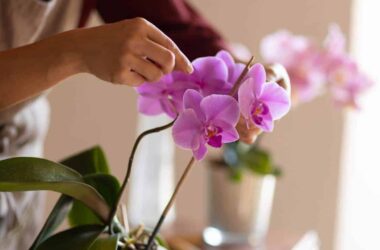 Truque da água fria para suas orquídeas ficarem grandes e lindas!