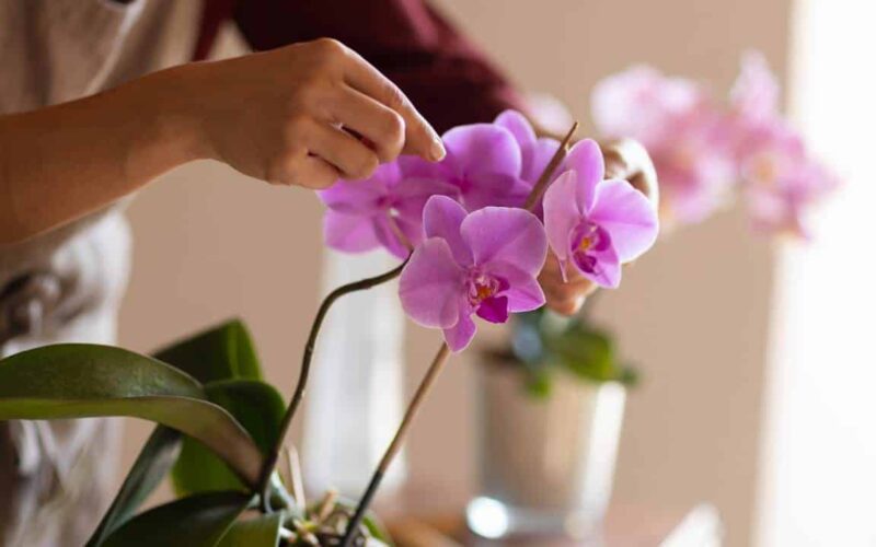 Truque da água fria para suas orquídeas ficarem grandes e lindas!