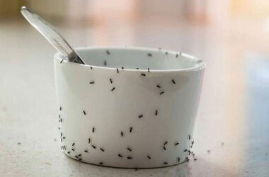 Segredos para manter formigas longe da sua casa com soluções naturais