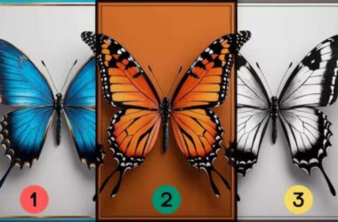 TESTE: Descubra o seu estilo de vida ideal escolhendo uma borboleta